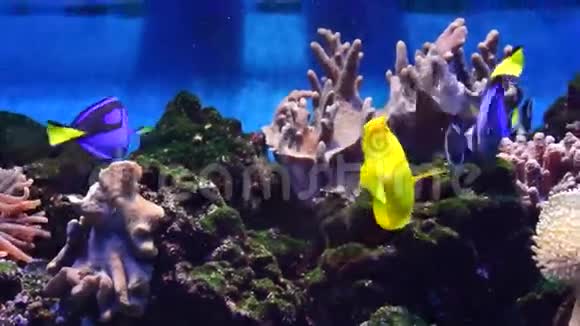 海洋水族馆鱼类视频的预览图