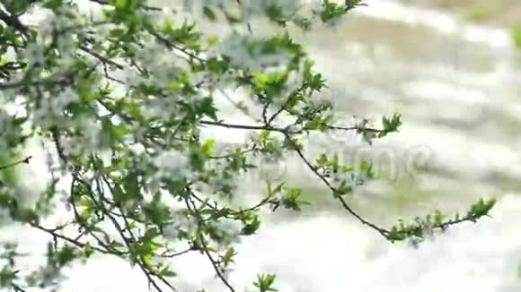 春天的大树迎着湍急的河水视频的预览图