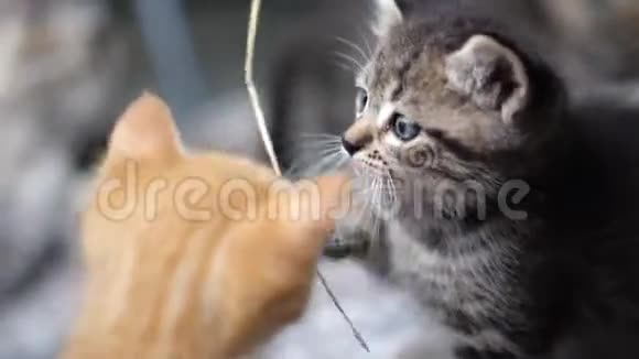 可爱的小猫视频的预览图