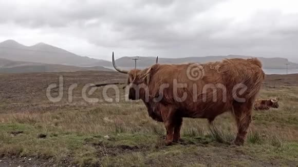 苏格兰高地牛在斯凯岛的单轨道旁视频的预览图