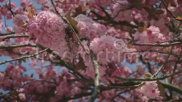 粉红樱花树中的嫩枝和金叶视频的预览图