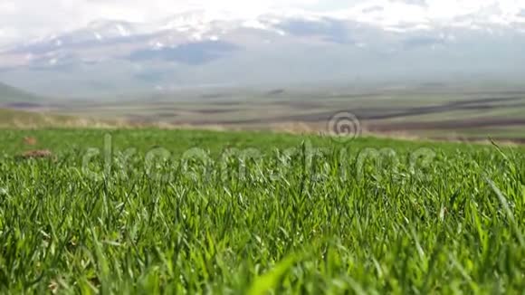 在壮丽的山景衬托下夏季在风中扎根的草地上的嫩绿多汁的草视频的预览图