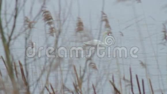 在芦苇湖后面潜水白天鹅视频的预览图