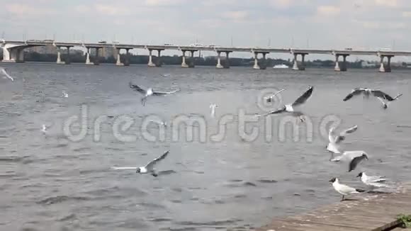 海鸥在码头附近飞行视频的预览图