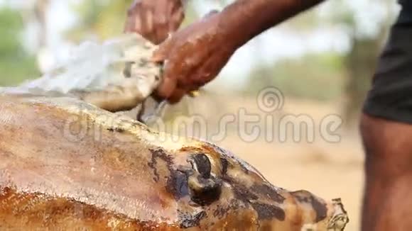 在果阿的海滩上男人清洁和擦洗死动物的皮肤视频的预览图