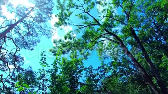 绿色森林森林中的树木夏季景观视频的预览图