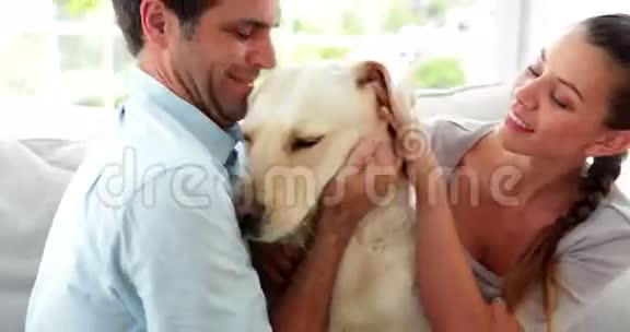 嘲笑一对夫妇把他们的拉布拉多狗放在沙发上视频的预览图