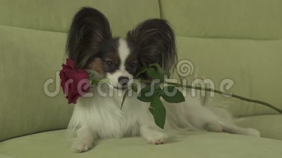 狗狗Papillon在情人节的库存录像中把红玫瑰放在嘴里谈恋爱视频的预览图