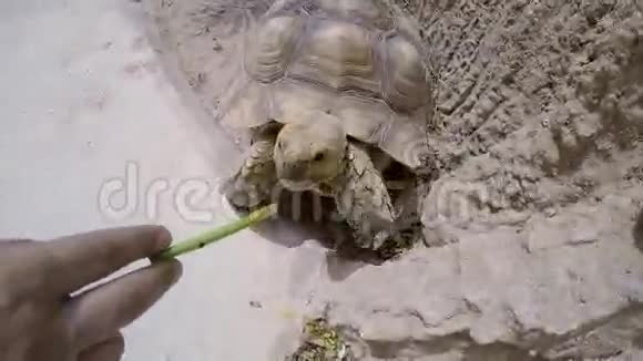 一只大乌龟用手吃草特写镜头视频的预览图