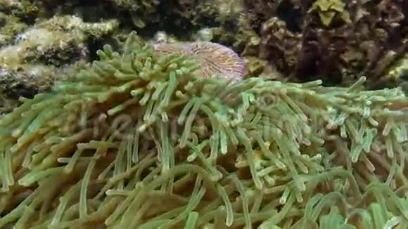 海洋海底背景下的鱼类小丑和海葵水下世界视频的预览图