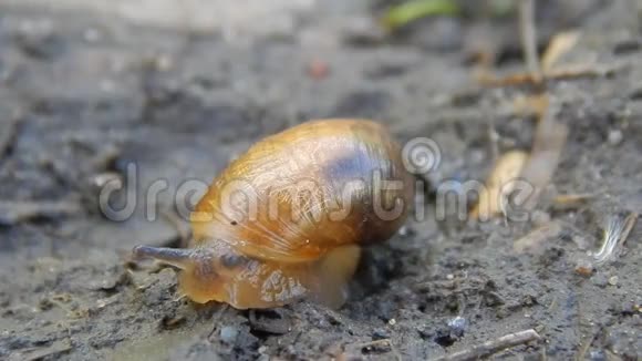 蜗牛在地上爬行视频的预览图