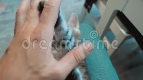 一个人和一只小猫玩耍他的手放在膝盖上小猫被播放了美丽可爱的有趣视频猫猫猫猫猫视频的预览图