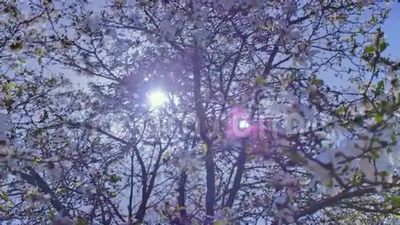 白玉兰檀香树春日阳光花视频的预览图