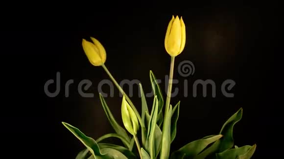 黑色背景上的黄色郁金香视频的预览图