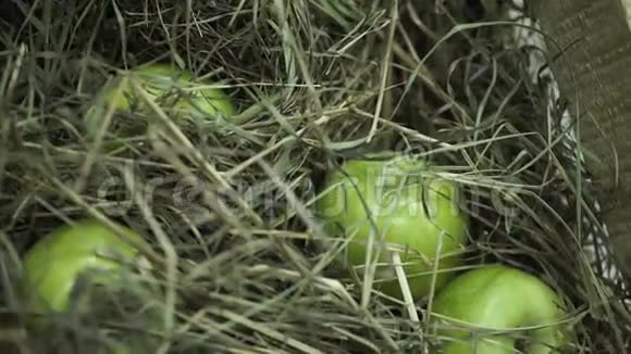 干草里的绿苹果篮子里躺着苹果多汁的成熟苹果和梨铺在胸前收获胸部视频的预览图