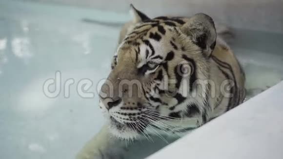 在炎热的一天可爱的大老虎在游泳池里放松视频的预览图