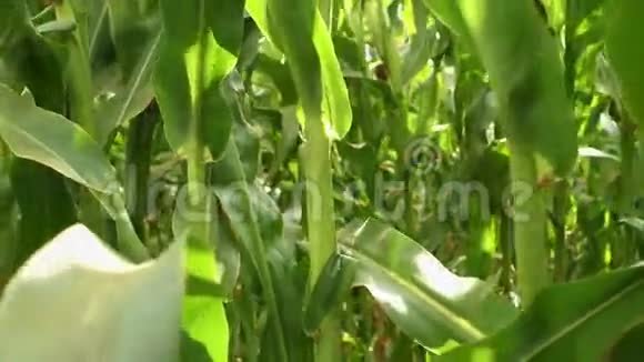 玉米地里的玉米植物在风中摇曳视频的预览图
