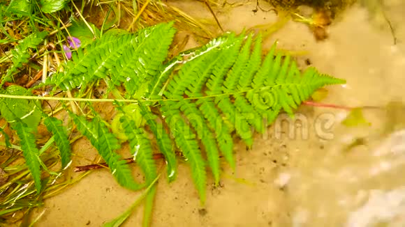 折断的蕨叶落入春天弹簧水位上快速移动气泡视频的预览图