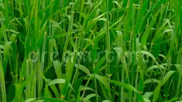 大麦的新芽视频的预览图