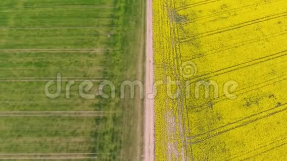 黄菜籽和绿色麦田的鸟瞰图视频的预览图