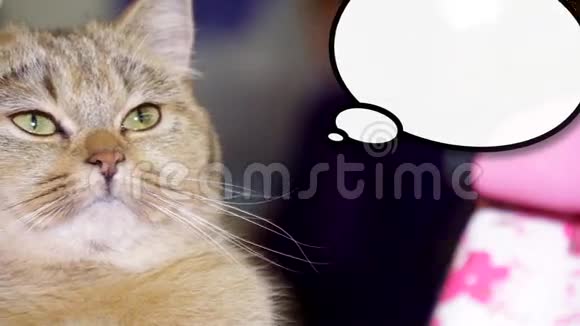 用一个对话框来结束小可爱的小猫坐着思考视频的预览图