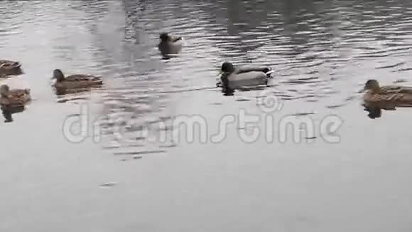 冬天寒冷的一天鸭子在湖上视频的预览图