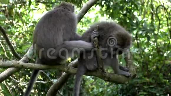 猴子家在热带雨林里梳跳蚤视频的预览图