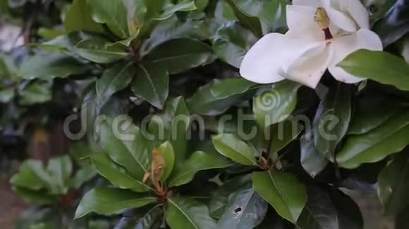 美丽的白玉兰花在花园的特写视频的预览图