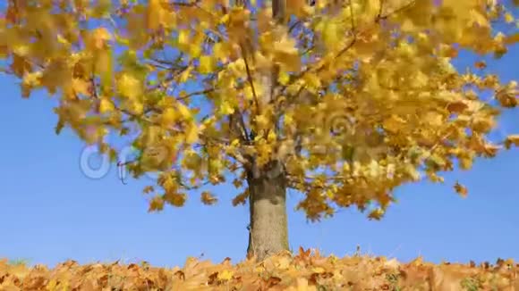 枫树上枯黄的叶子随风飘浮视频的预览图