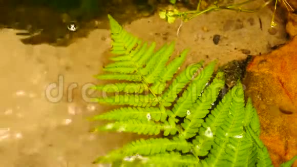 折断的蕨叶落入春天弹簧水位上快速移动气泡视频的预览图