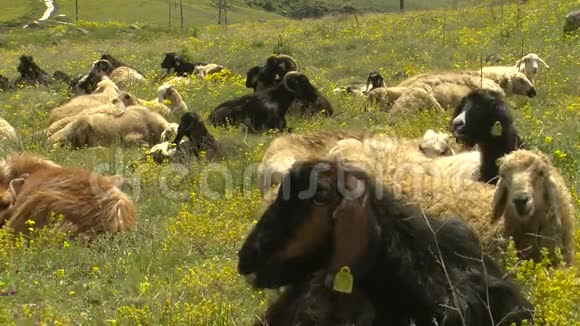 草地上的山羊来自木棉花视频的预览图