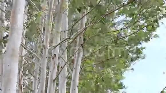 桉树树枝视频的预览图