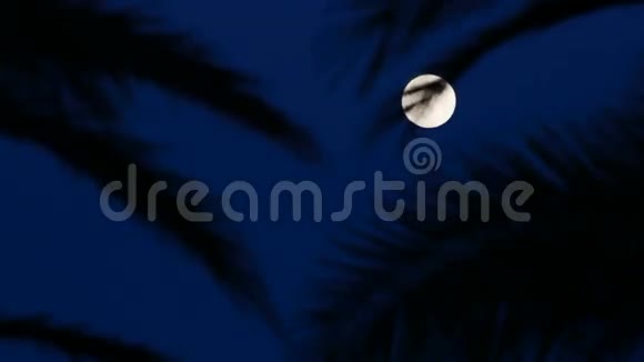 热带满月和棕榈树视频的预览图