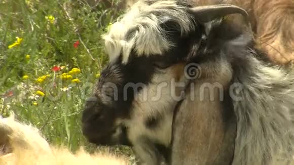 草地上的山羊来自木棉花视频的预览图