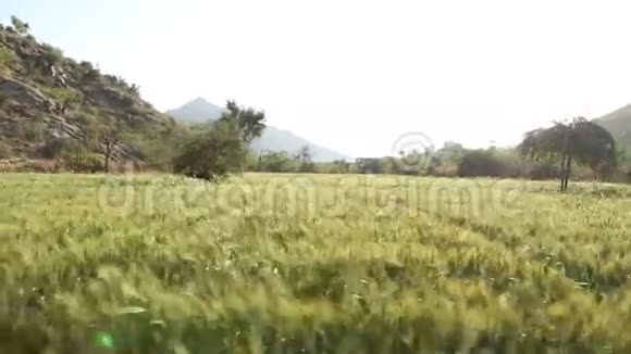 乔德普尔阳光麦田的全景视频的预览图