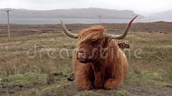 苏格兰高地牛在斯凯岛的单轨道旁视频的预览图