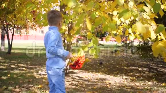 秋天公园里的一个孩子玩得很开心他玩黄色的叶子和罗文浆果晴朗的秋日视频的预览图