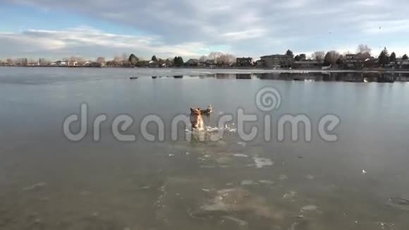 狗咬在薄冰里视频的预览图