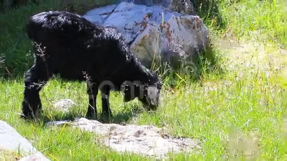 黑羊和棕牛视频的预览图