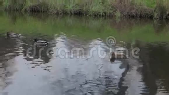 城市公园池塘里的水上鸭子湖里的野鸭大雁鸭子白天在水里帆布视频的预览图