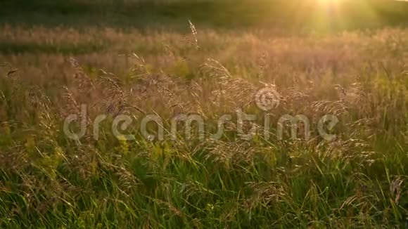 日落时分的风中野燕麦视频的预览图