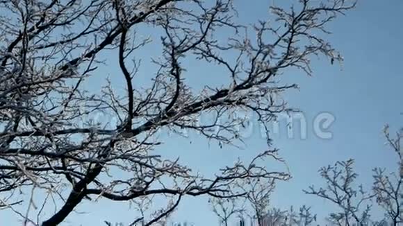 阳光透过树木照射在蓝天背景上视频的预览图