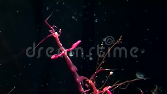 白海海底黑色背景下的骷髅红海山羊帽视频的预览图