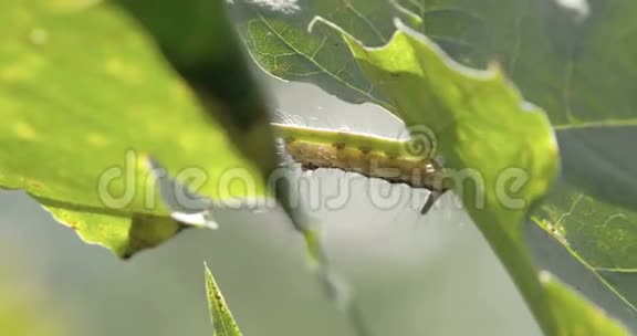 毛毛虫挂在叶子上视频的预览图