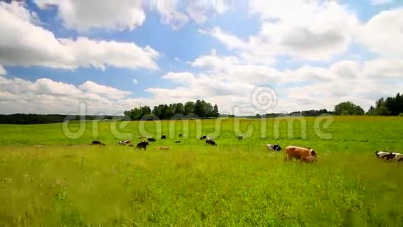 草地上的奶牛时间流逝视频的预览图