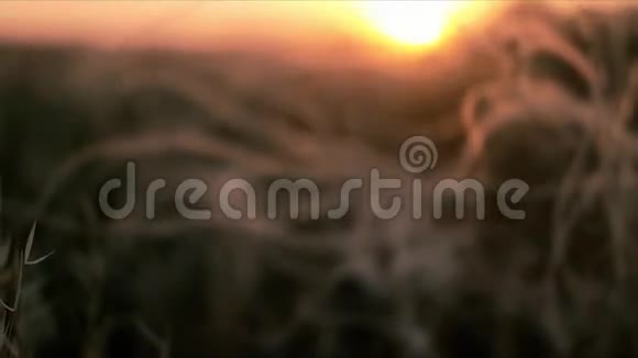 美丽的夏草在夕阳下闪闪发光视频的预览图