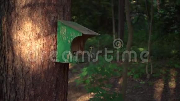 慢鸟飞到树林里的喂食处傍晚的灯光一个美丽的慢动作镜头视频的预览图