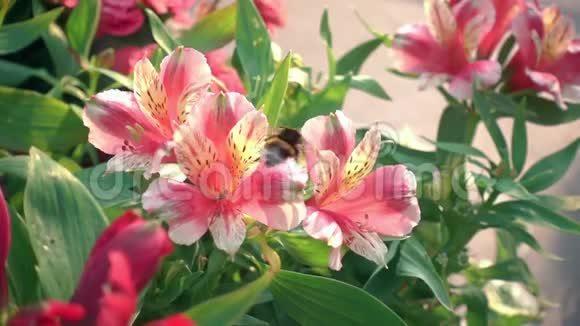 粉红色的花大黄蜂的性失效日美丽的粉红花和大黄蜂慢动作视频的预览图