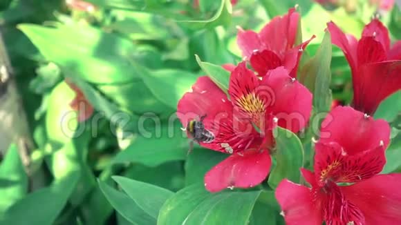 红花大黄蜂节断日美丽的红花和大黄蜂视频的预览图