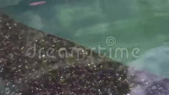 观赏锦鲤鱼在石楼池塘游泳视频的预览图